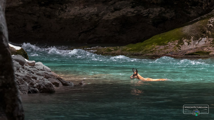 photo nage chamois canyon verdon